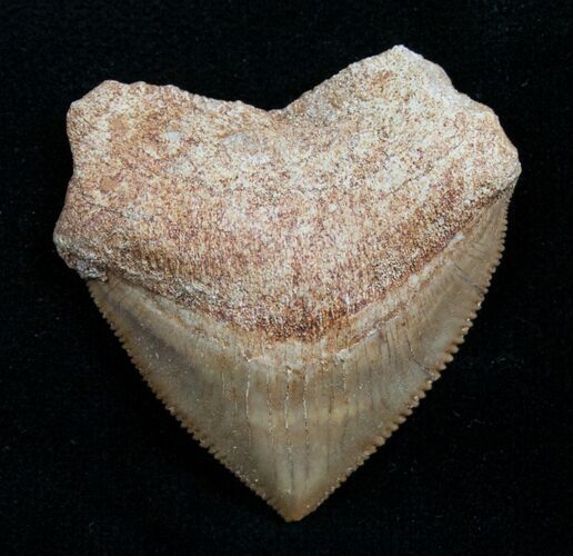 Squalicorax Fossil Shark Tooth - Morocco #7744